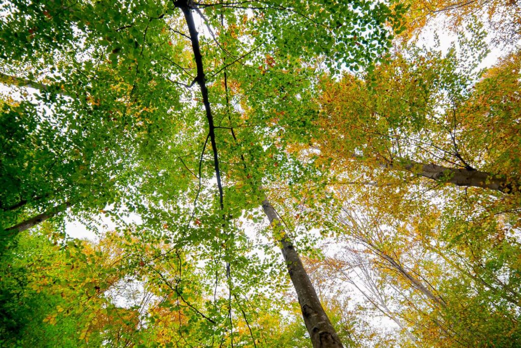 Image of a forest from beneath the trees looking up to the sky. Branches form a canopy in shades of bright green and orange and yellow leaves.